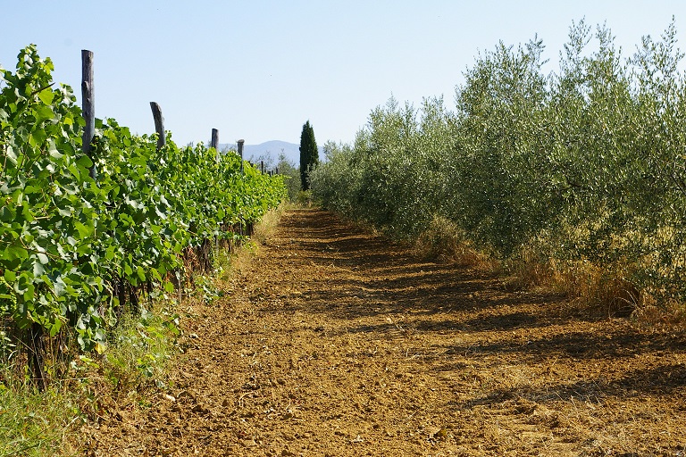 Fattoria di San Leo